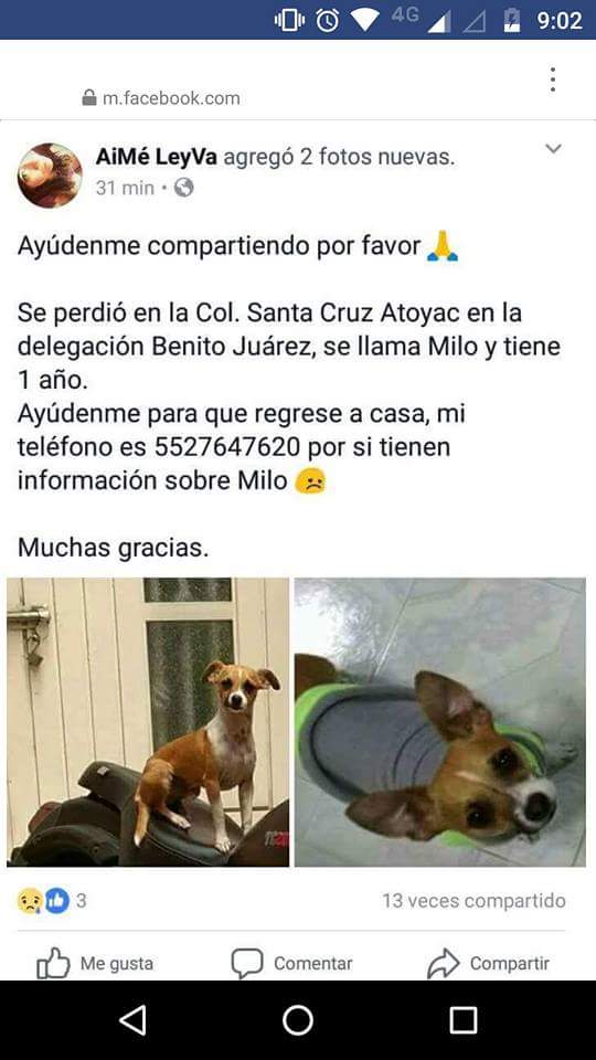 CreativeTimeT's tweet photo. Comparte para que estas mascotas se encuentren con su familia 
#sismo #FuerzaMexico #MexicoUnido #PrayForMexico #PerrosPerdidosSismo #ayuda https://t.co/Ht2qSZMf0u