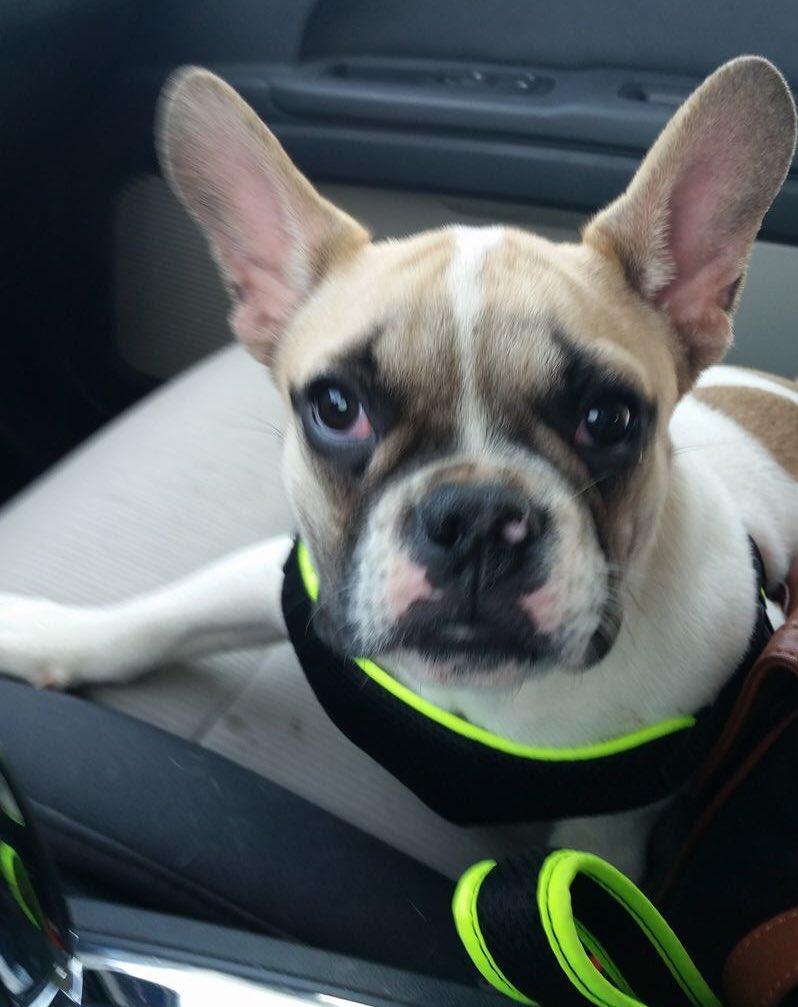 Hi! I'm Bruno! I'm on my way to my foster home. I just got a kennel cough vaccine. THANK YOU to all #zpfh donors for making this possible!