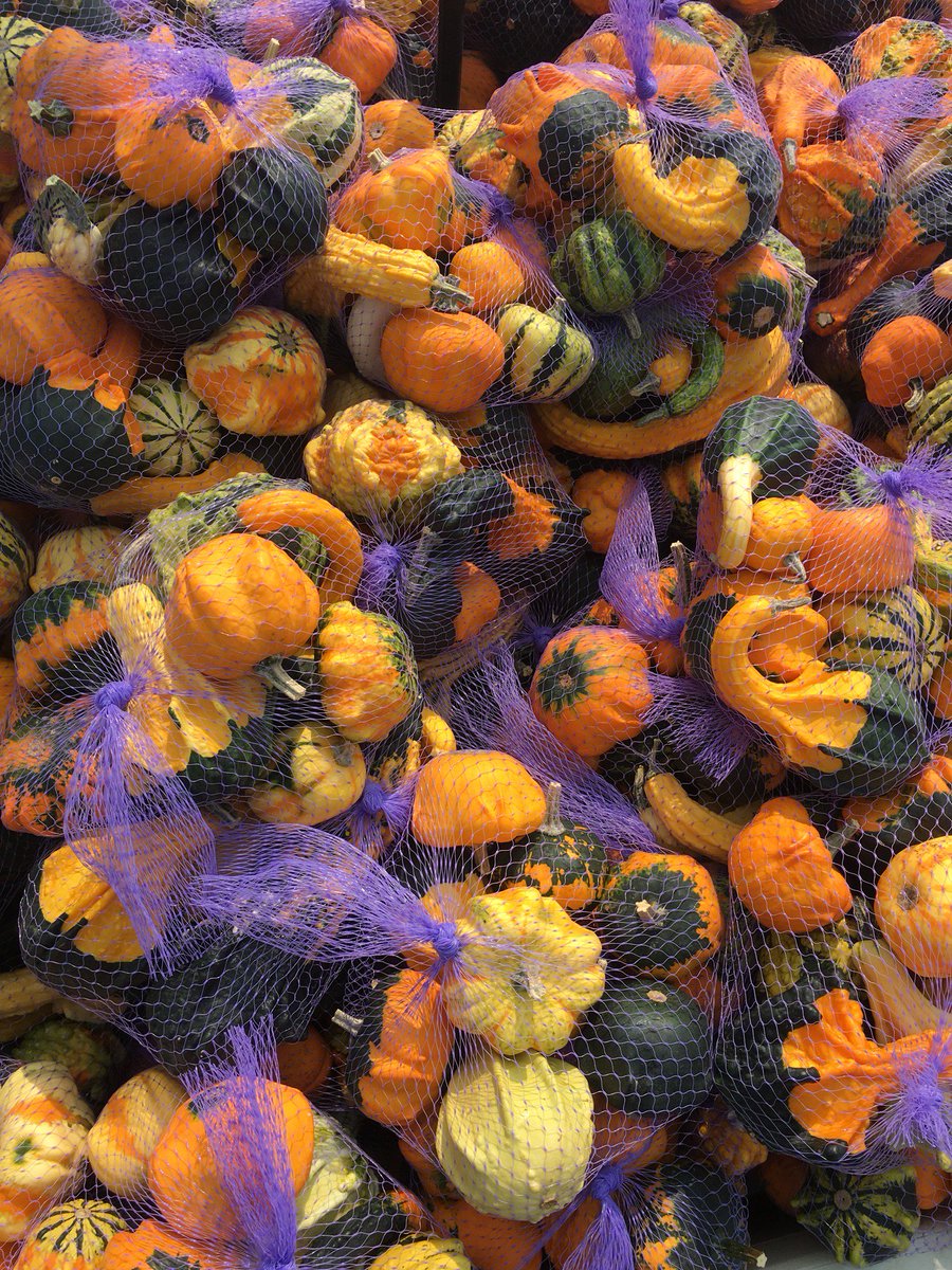 Assorted gourds available #Autumn #Decorating