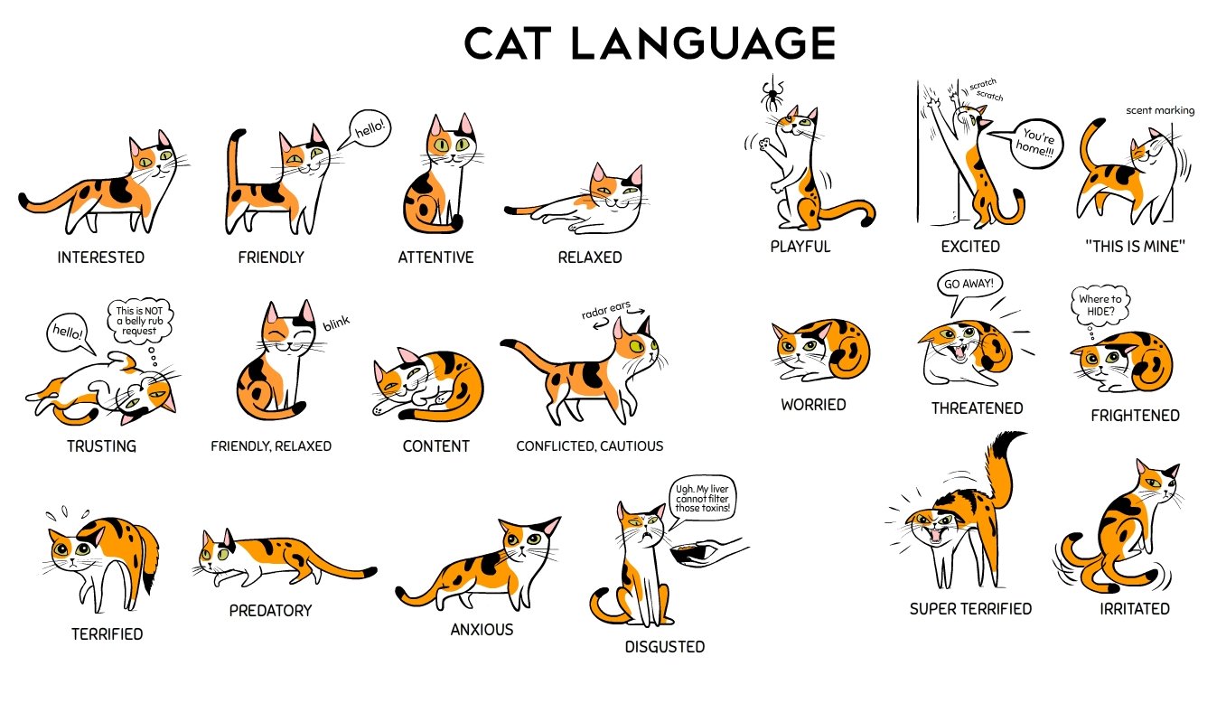 lingholic.com on Twitter: "How to understand your cat! https://t.co/Hj...