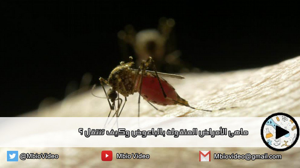 MBioVideo's tweet photo. لماذا يعتبر الباعوض ناقلاً جيداً للأمراض مثل الملاريا ؟ 
Mosquito_borne_diseases#
https://t.co/nJop1wRHOd 
المترجم : @khalidalquthami https://t.co/ogZDflMcqs