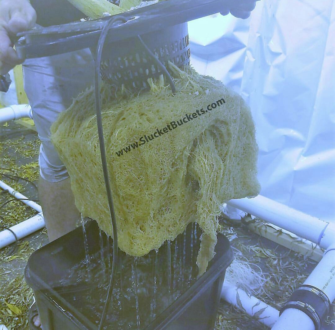 slucketbuckets's tweet image. #Posiflow by #Slucket #rootporn!! 

SlucketBuckets.com

#mmj #cbd #thc #dabs #shatter #hemp #mmmp #ommp #medicalmarijuana #sesh #terps