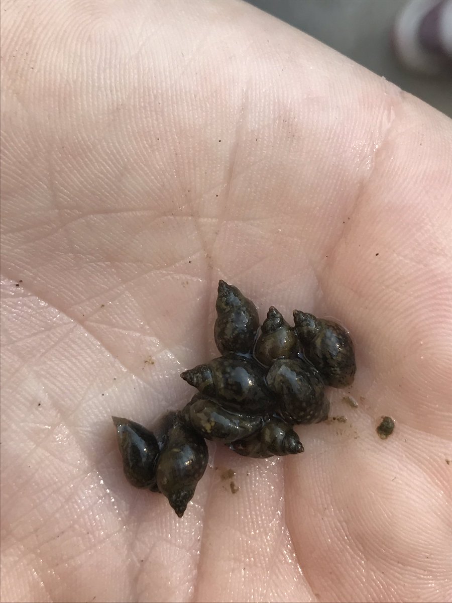 labOutdoors's tweet photo. Pezzettinos Nursery 4 voted to keep the snails at the OC. Leave No Trace. #ESHLab #labOC https://t.co/R407mGJgcW