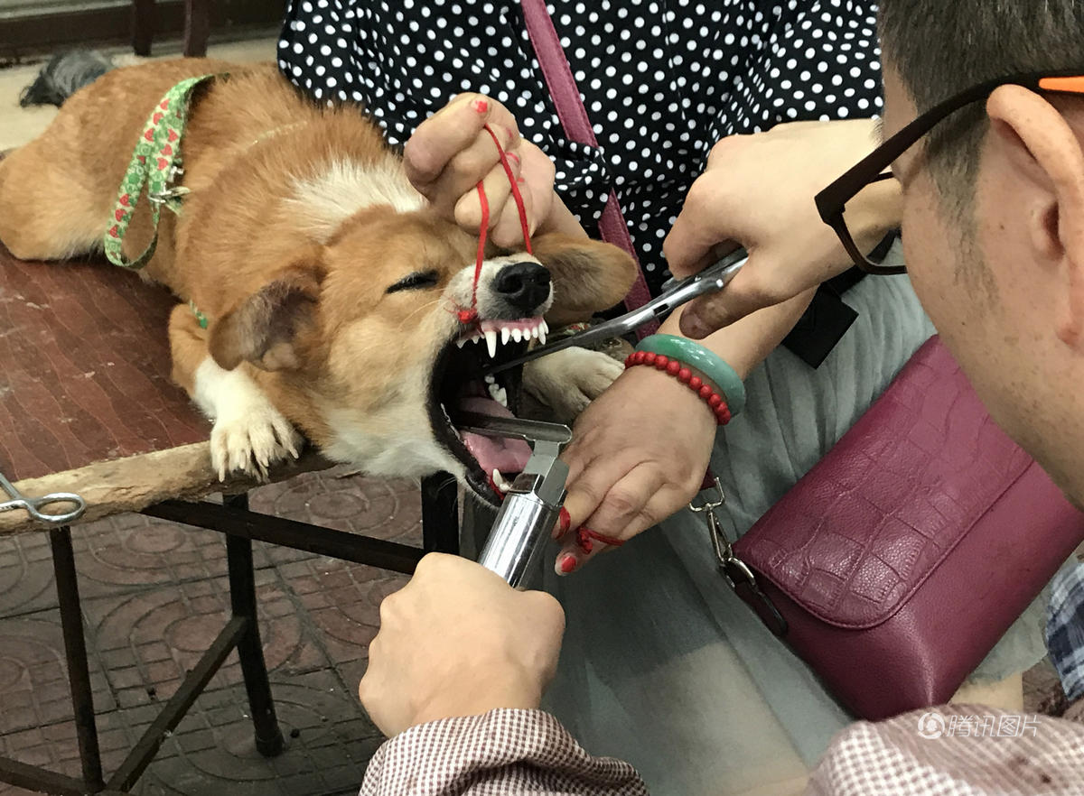 ট ইট র Re File リファイル 中国 犬の鳴き声がうるさくてお困りの方 5分で解決できる という謳い文句で犬の声帯を除去するサービスを開始する獣医師 T Co Qeerkbbvfh