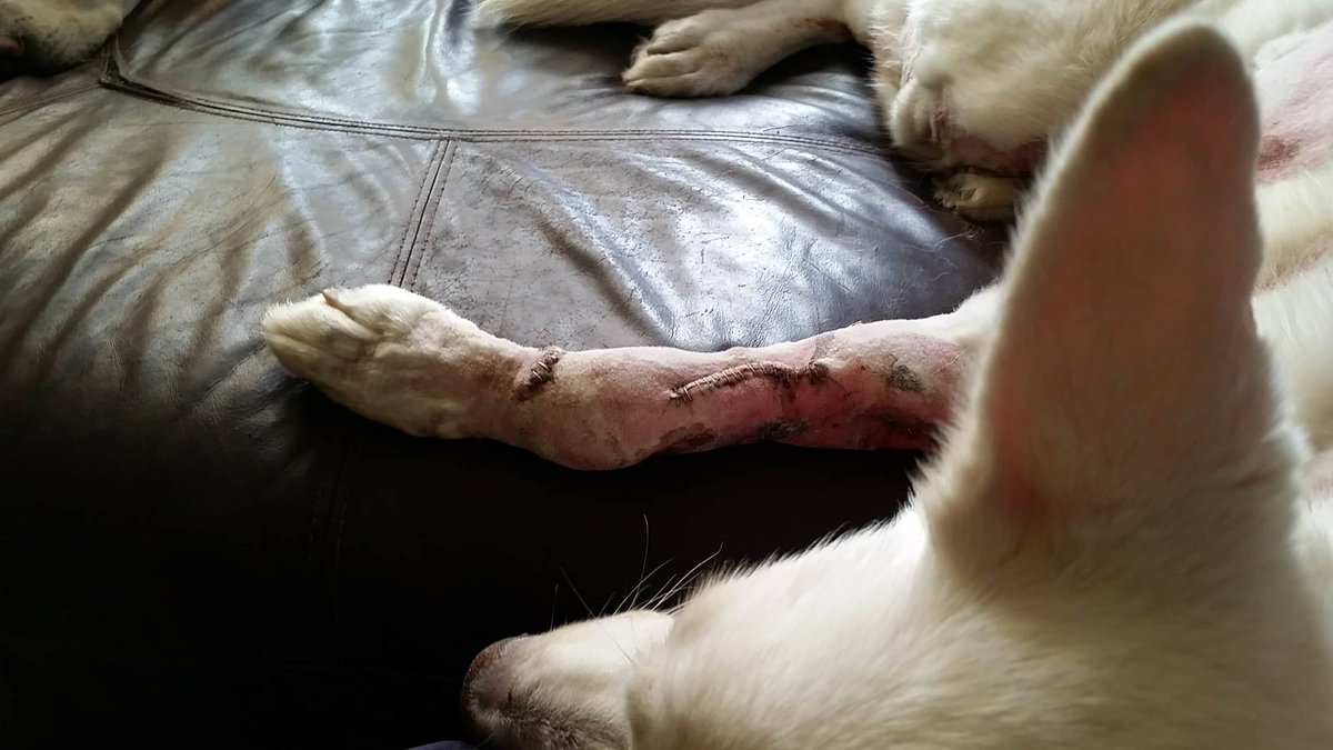 GSDLuna's tweet photo. I got a little bit hurt, but I'm doing better every day. #GSD #WGSD #WhiteGermanShepherd #Ouch #SendHugs #ImGoingToBeSpoiledRottenNow https://t.co/IGPLyhs2Wo
