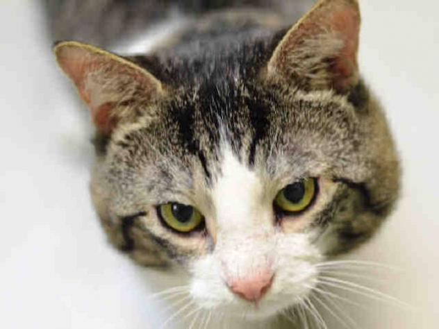 Great kitty CHIP is in URGENT need of a foster home in NYC! We don't want to put him in boarding! Can you help him? petfinder.com/petdetail/3917…