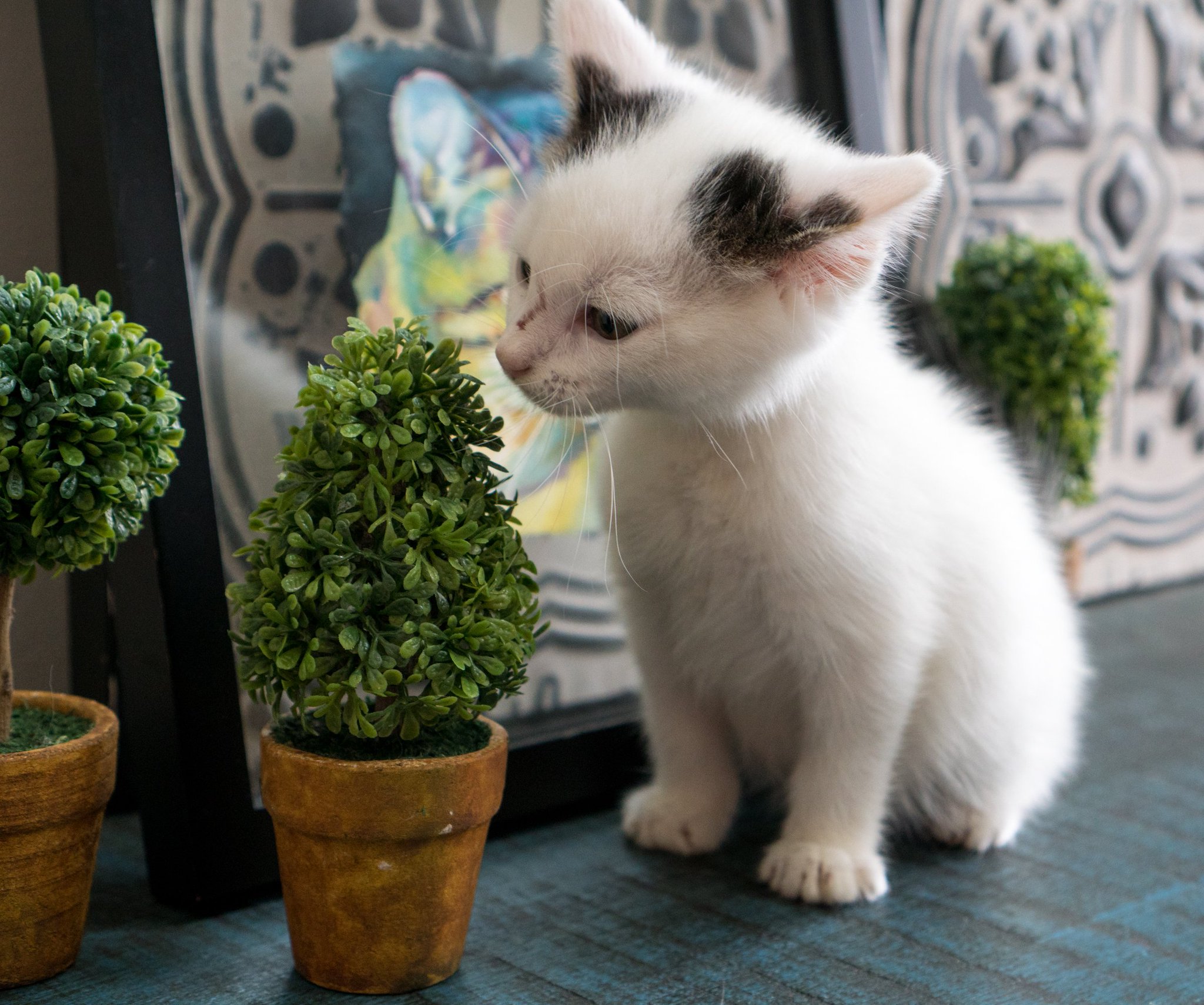 Where is the kitten academy located Where is the kitten academy located
