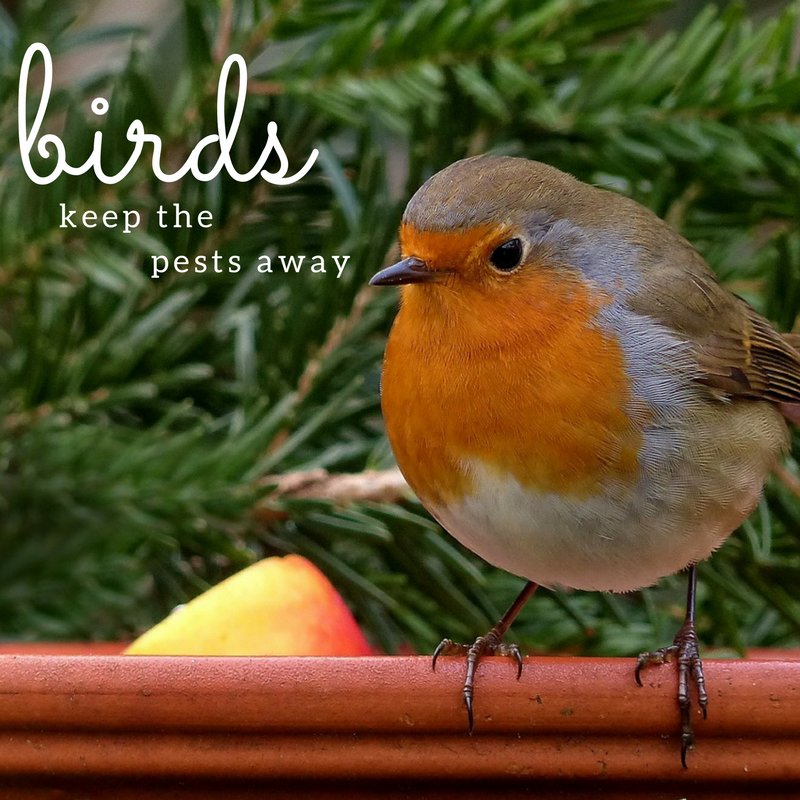 generalpest_llc's tweet photo. #PestControlTip: Add a bird feeder to your garden to encourage more birds to visit. They are a natural form of pest control! https://t.co/aDxvKSx3CJ