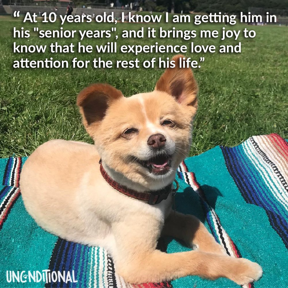 ProjUnconditnal's tweet photo. Read Kelroy's story at https://t.co/mbBgdALYFo
#shareyourstory #projectunconditional #seniorsrock #olderdogsdeeperlove #whatsyourstory https://t.co/f6YU5yLlBK