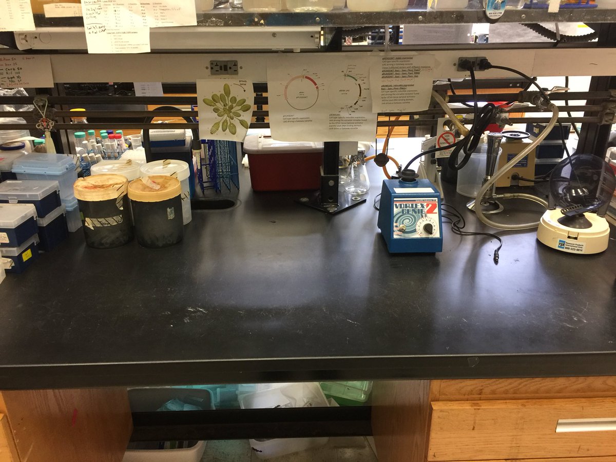 gdubeaux's tweet photo. New bench, new scientific adventure! #inlovewithscience #schroederlab https://t.co/Lqjsh6e6MM