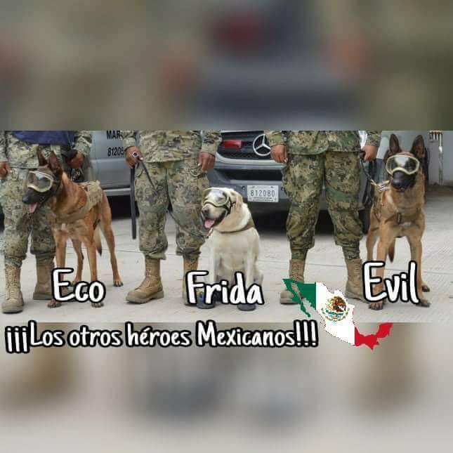 AbrilPerez's tweet photo. @dog_rates Here are the three of them 💪💙🇲🇽🐕 https://t.co/w6MSyQJjpT