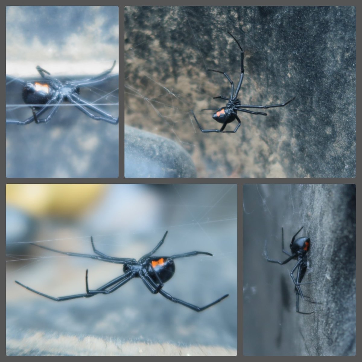 black widow in our trash can #arachnology #euarthropoda #spider #blackwidow