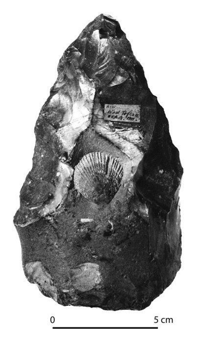 This Acheulean handaxe was deliberately knapped so as to display a fossil shell of the Cretaceous bivalve Spondylus spinosus at its centre.