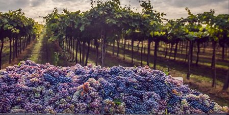 NapaTrolley's tweet photo. Explore the #NapaValley with us - https://t.co/HwxxAFwQag - learn more before you come, to see more when you're here #VisitNapaValley https://t.co/hZZXanJ0pM