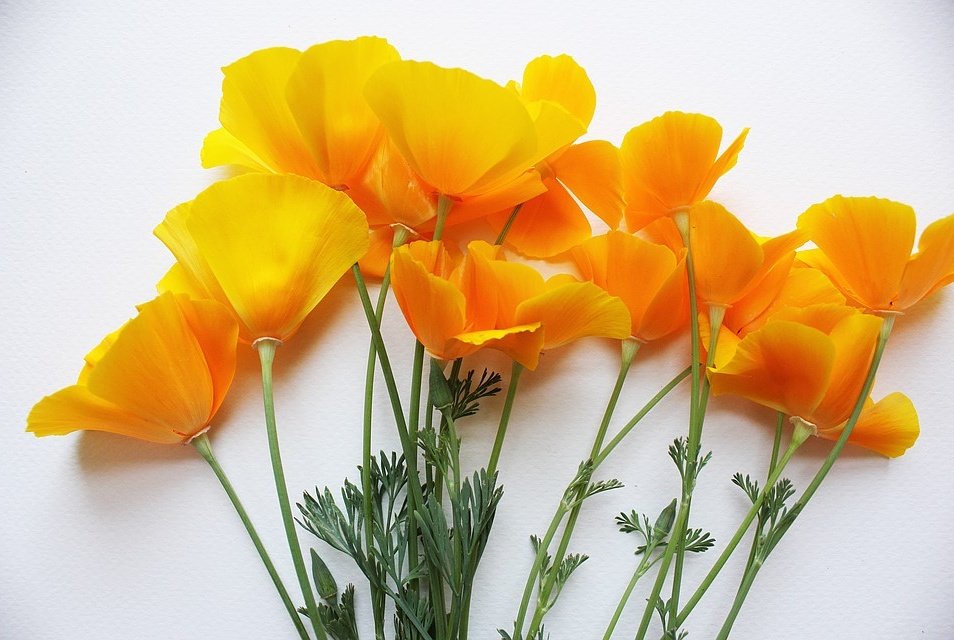 DestinationUrbn's tweet photo. California Poppy Now Available at Pressed By Nature #poppy #flower #Wildflower #adventure #photography #NaturePhotography #art #decor https://t.co/CylxCRoKSu