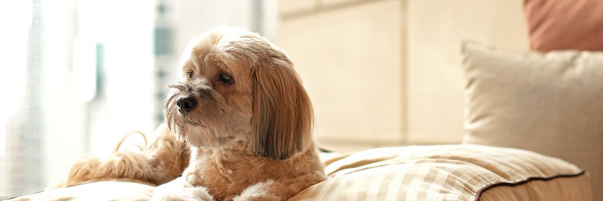 We are #pet friendly! We are happy to welcome your traveling canine companions. Learn more here: goo.gl/X5QEzX  #whysettle