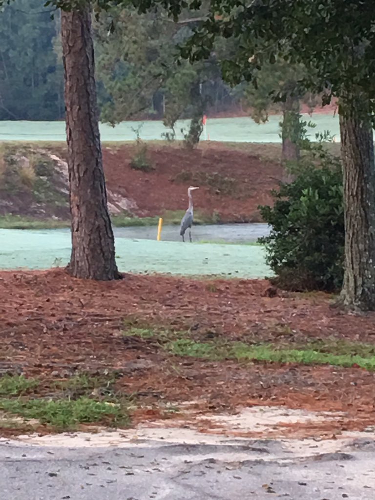 cclagronomy's tweet image. This guy heard about breakfast @cclex and came to check it out today. #lovethewildlife
