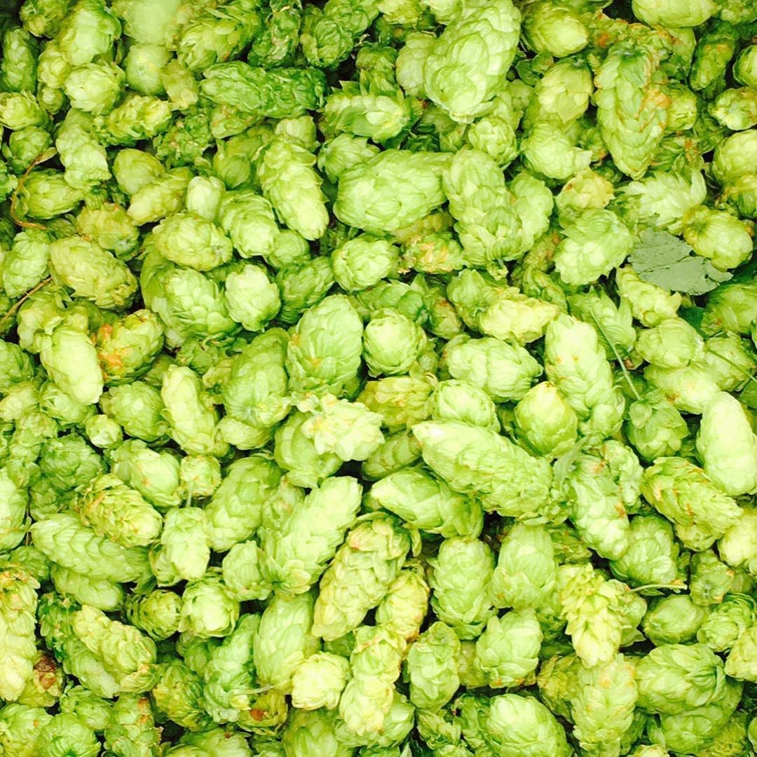 barleybeltyyc's tweet photo. You might have seen @villagebrewery and @HIGHLINEBREWING picking local #yyc hops over the weekend! Look for both these in the coming weeks. https://t.co/Mncc8jOFeT