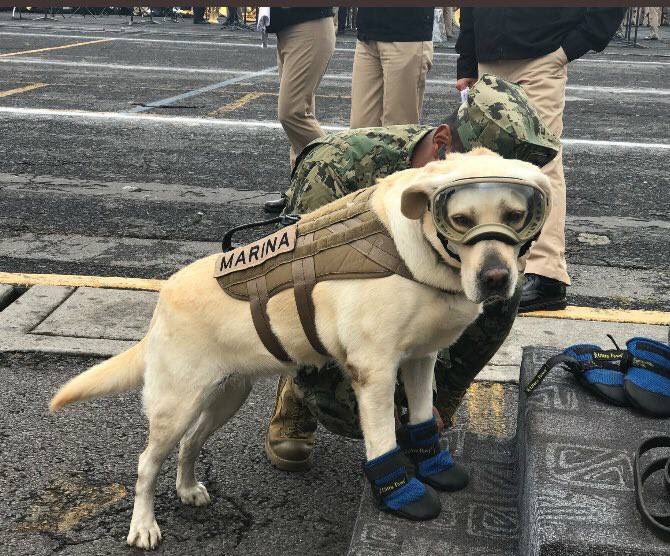 MVRNoticias's tweet photo. Ella es "Frida" ha localizado 52 personas y estuvo en el terremoto de Oaxaca, Haití y en la explosión de la torre de Pemex🐶#MexicoEstaDePie https://t.co/lJQuWOYdDq