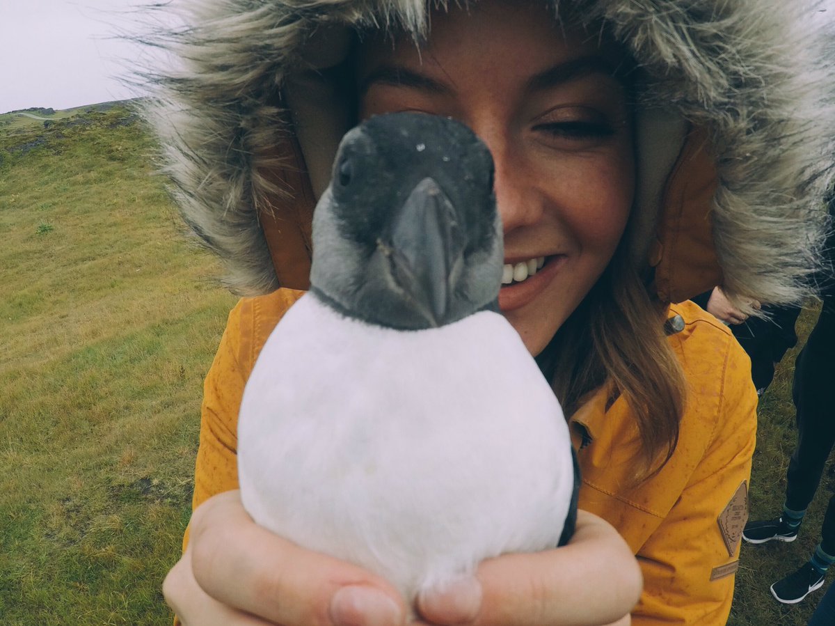 Today, I've been releasing baby pufflings into the ocean. Trust me the are puffins, just their beaks haven't matured orange yet!