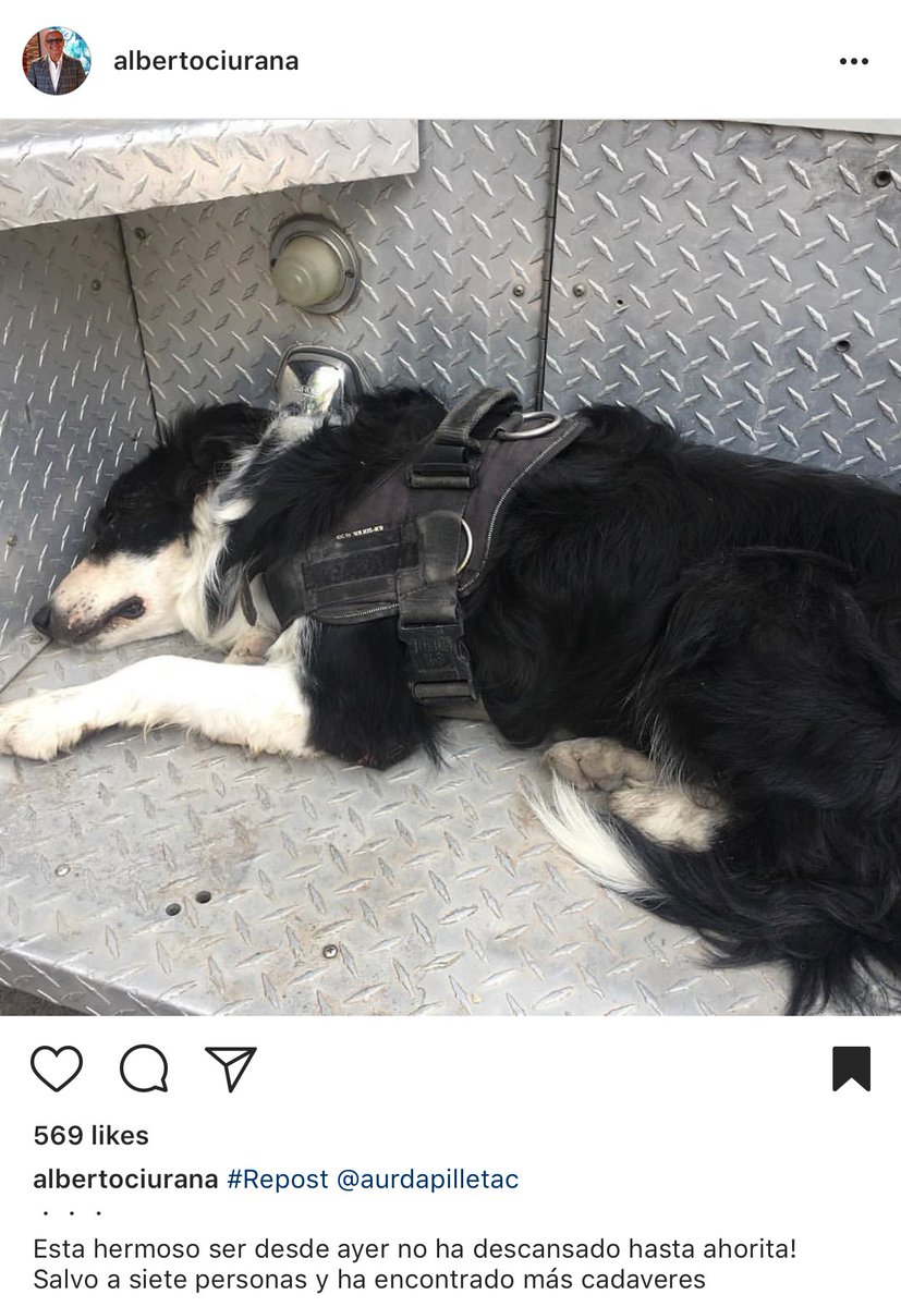 Para aquellos q dicen q "los animales no importan" les dejo esta imagen. Bien dijo un amigo: ellos también están ayudando a encontrar gente