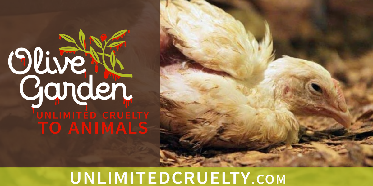 designchange's tweet photo. Unlimited breadsticks will never make up for #UnlimitedCruelty at @OliveGarden! https://t.co/Sm7pKmvSGf