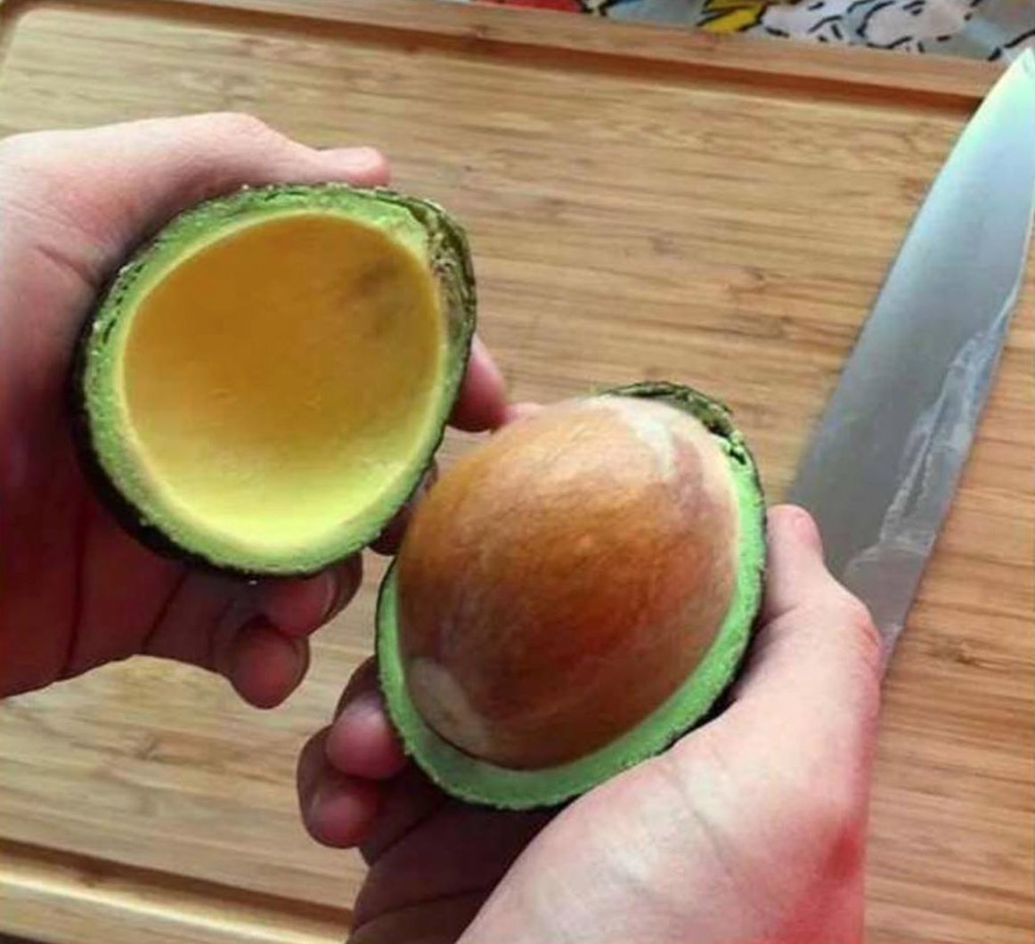 Resultado de imagem para wild avocado