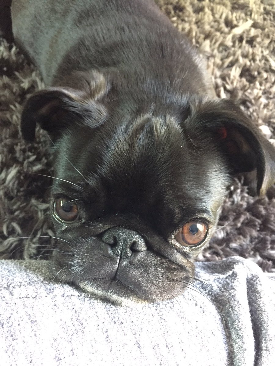 Gwen here from Raleigh, NC  #pugchat