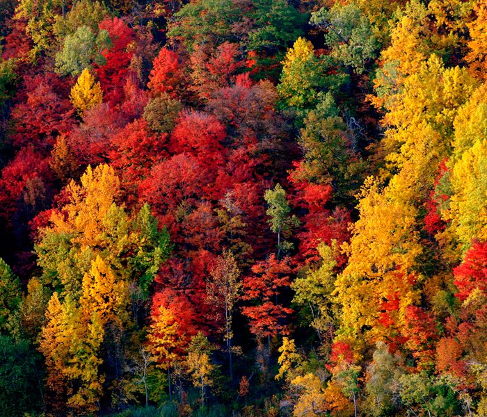L'autunno è la primavera dell'inverno
(H. de Toulouse-Lautrec)