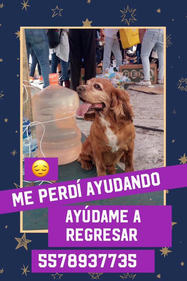 ChapitasVerdes's tweet photo. #AyudaCDMX #perrito #perdido 🐶 https://t.co/MKUe3d6jAL