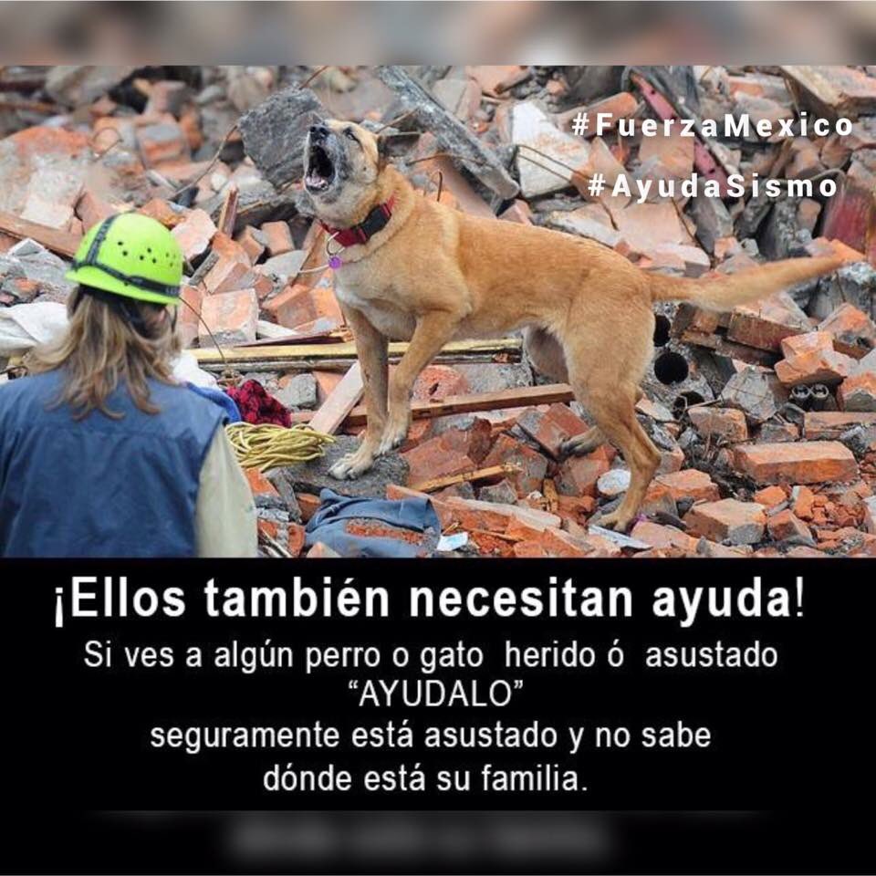 RescateAnimal's tweet photo. Por favor https://t.co/n3yjEbdi39