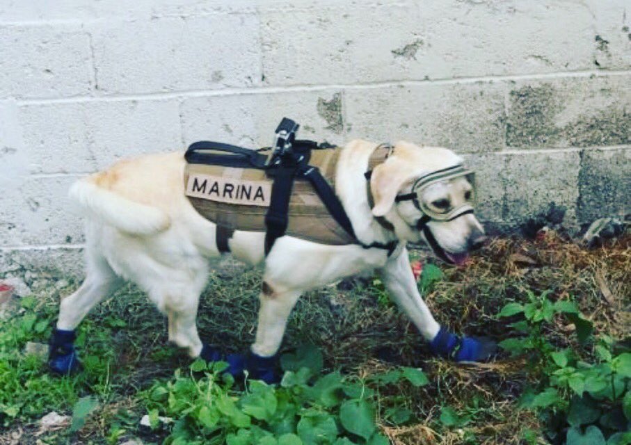 TuitEnBlanco's tweet photo. Frida ya ha localizado a más de 50 personas. #FuerzaMéxico https://t.co/e63cR7kZox