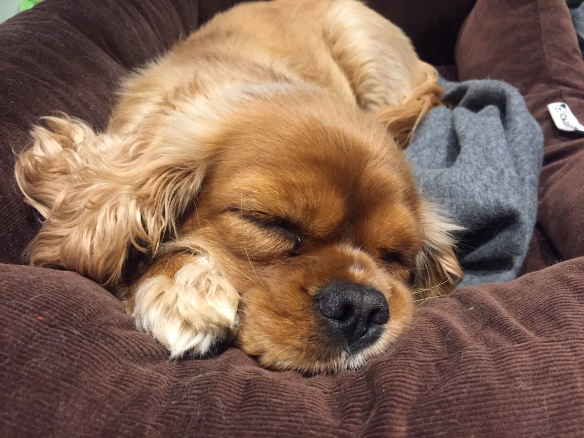 RubyTheCav's tweet photo. Sweet dreams y'all #cavpack #cavalierkingcharles #ckcs #rubyfromtheblock #ruby #snoozey #sweetdreamin https://t.co/Bp6Xjz9XXV