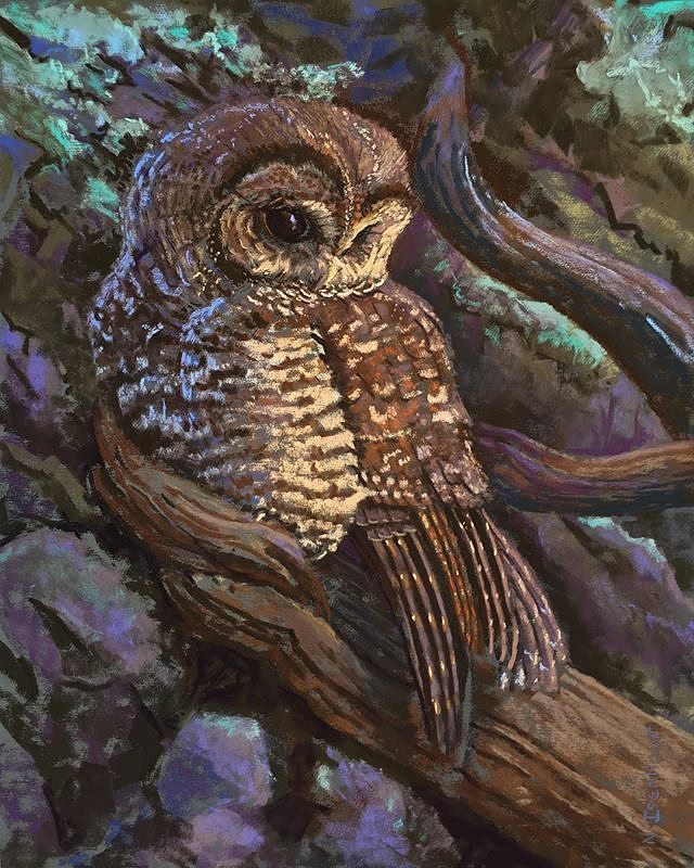 Amwomenartists's tweet photo. #regram A Place for Peace
14x11
Pastel on board #pastelpainting #owlsofinstagram #owlsinart #ventanafineart #rshan… https://t.co/TKgH7o3MSj https://t.co/oxawbdRU1a