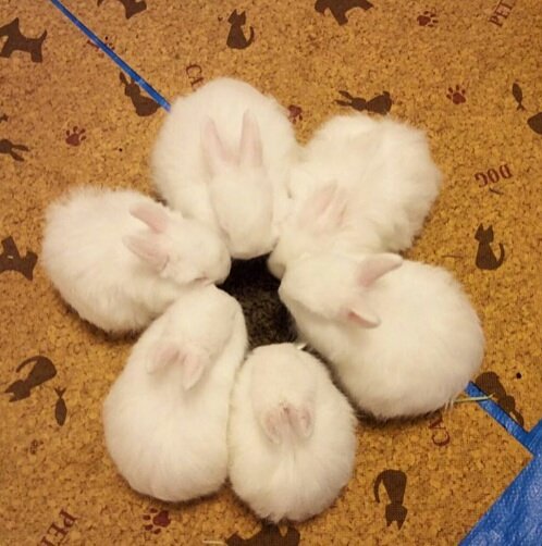 allaboutbap_tr's tweet photo. Iyi geceler 😌💕 #baby #rabbit #bunny #BAP #Himchan #Jongup #Youngjae #Zelo #Yongguk #Zelo https://t.co/G0b9jHiPqw