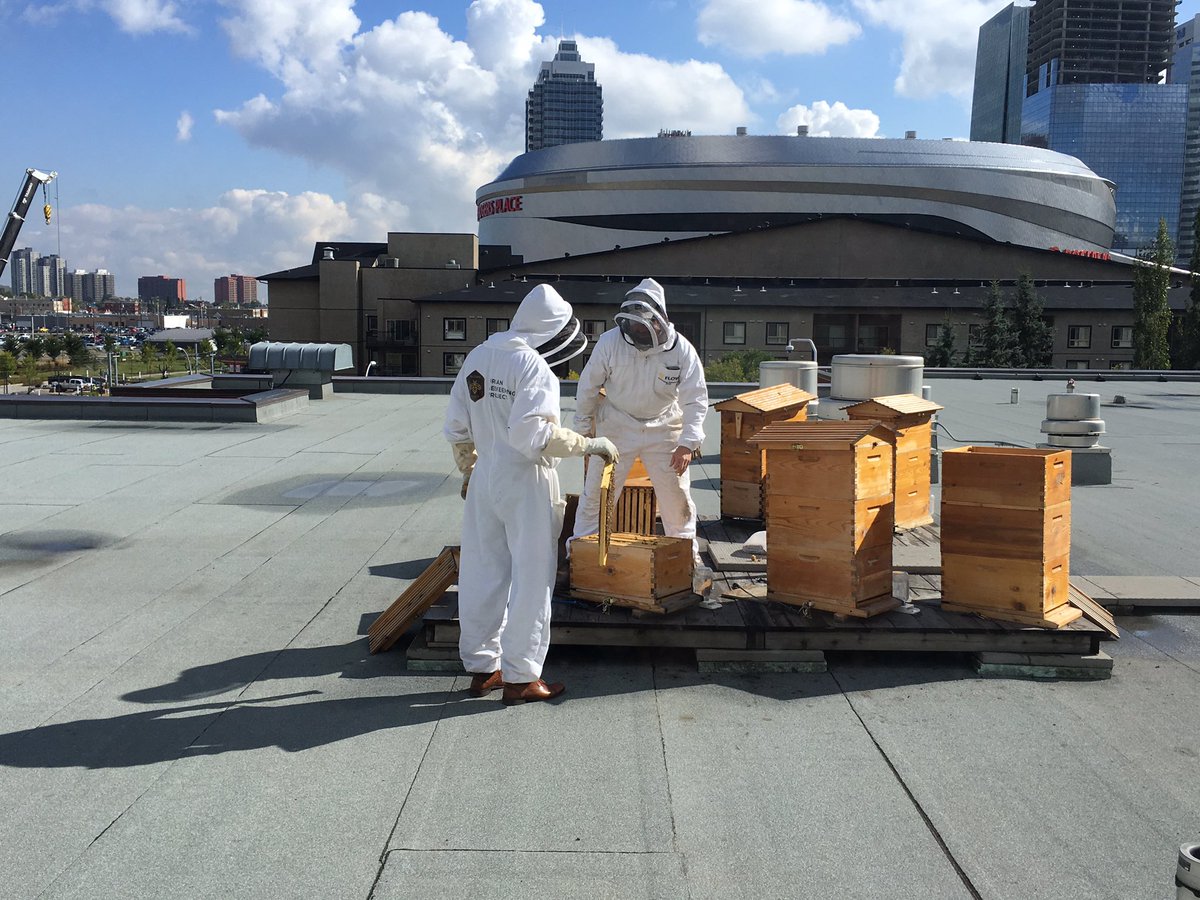 BSJthree's tweet photo. Building 5's roof is home to MacEwan's Urban Beekeeping Project.Their honey is sold through MacEwan Dining Services, yum! 🐝#bcsc202#bsjthree https://t.co/95pXt5Io5g