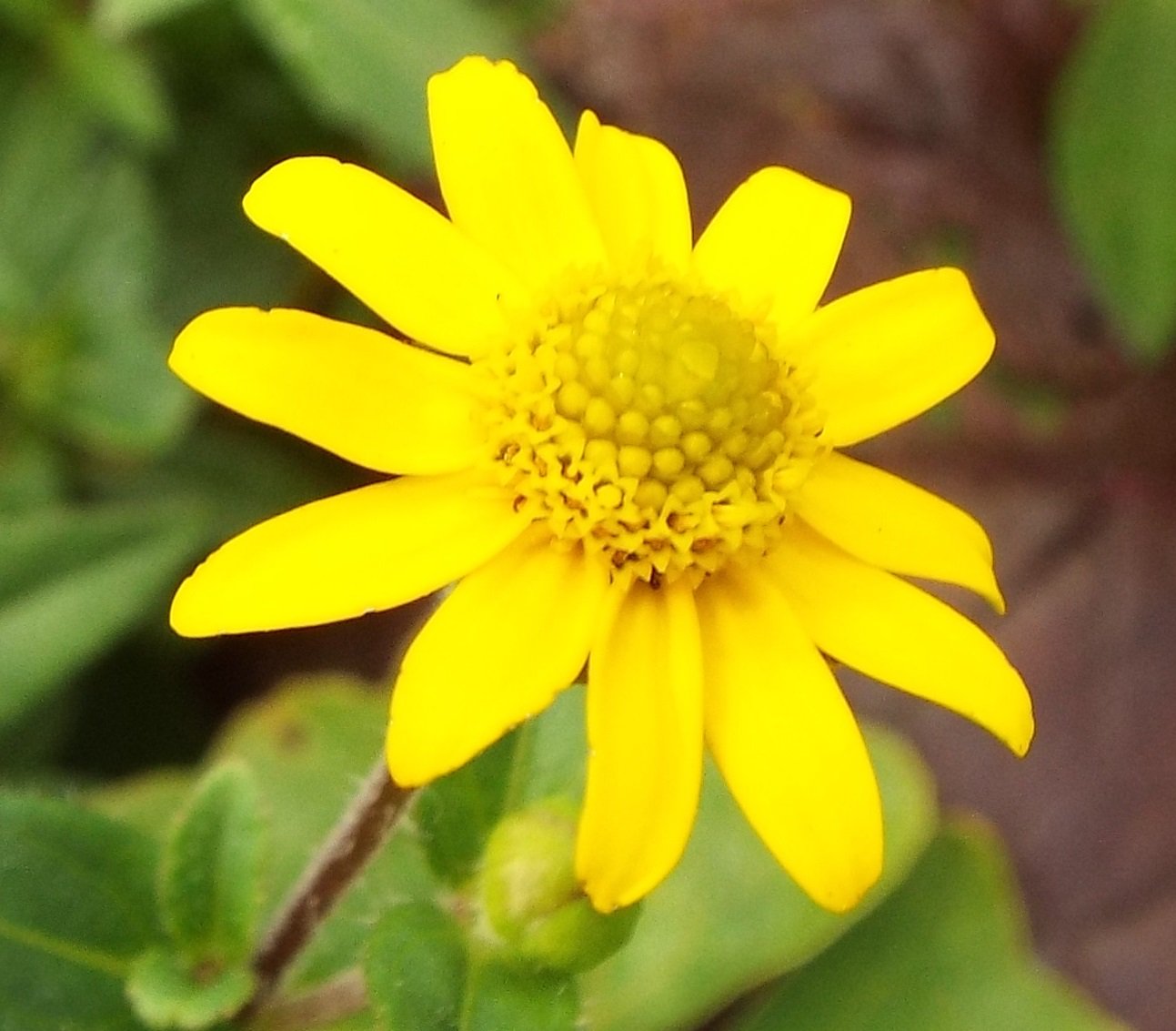 いりちゃん 花と月に魅せられて בטוויטר きょう9月21日の誕生花 サンビタリア この花は キク科ジャノメギク属の春まき一年草 原産地 アメリカ南西部 メキシコ グアテマラ 花言葉 私を見つめて 切なる喜び 愛の始まり 変わらぬ熱愛 いつも愉快