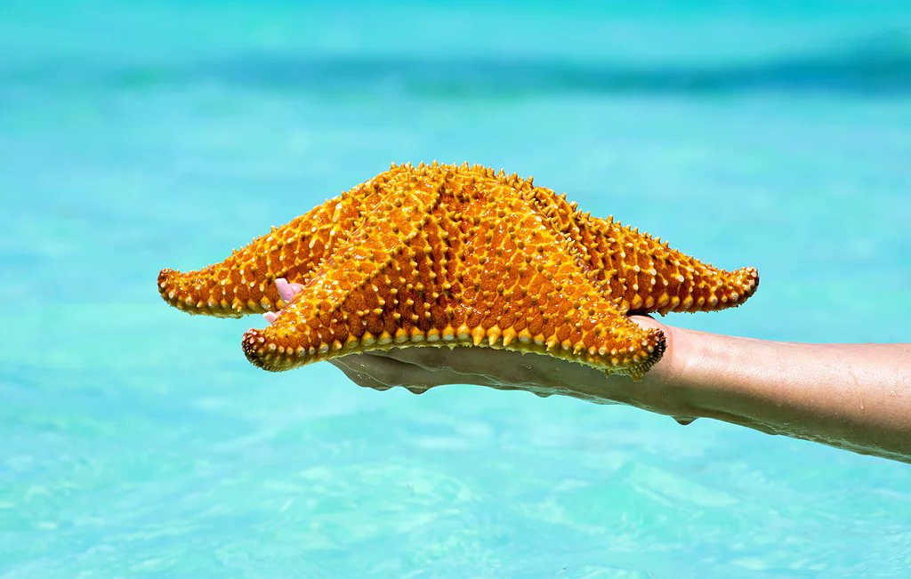 #Starfish #CaymanIslands