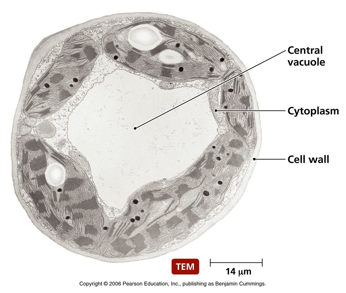 вакуоль под микроскопом. вакуоль под электронным микроскопом. микрофотография растительной клетки. вакуоль под микроскопом. строение растительной клетки чешуи лука.
