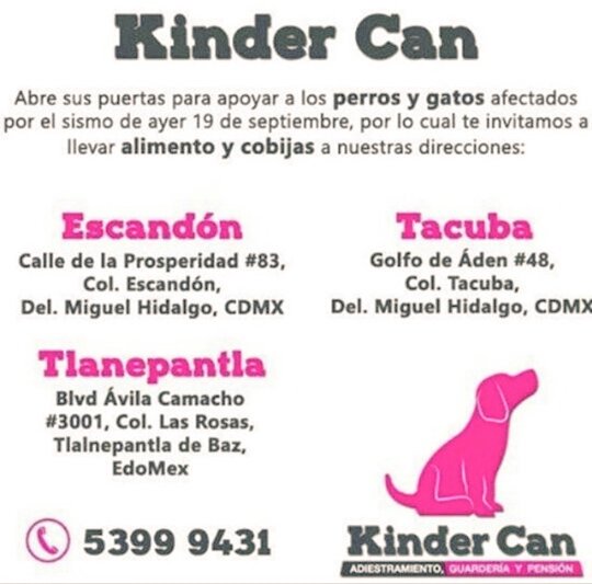 BTR_McFlyLover's tweet photo. Compartan. Ellos tambien nos necesitan...
#AyudanDOG 🐶🐱 ❤ #FuerzaMéxico #MéxicoEstáDePie 🙏 https://t.co/W9EopcMo4X