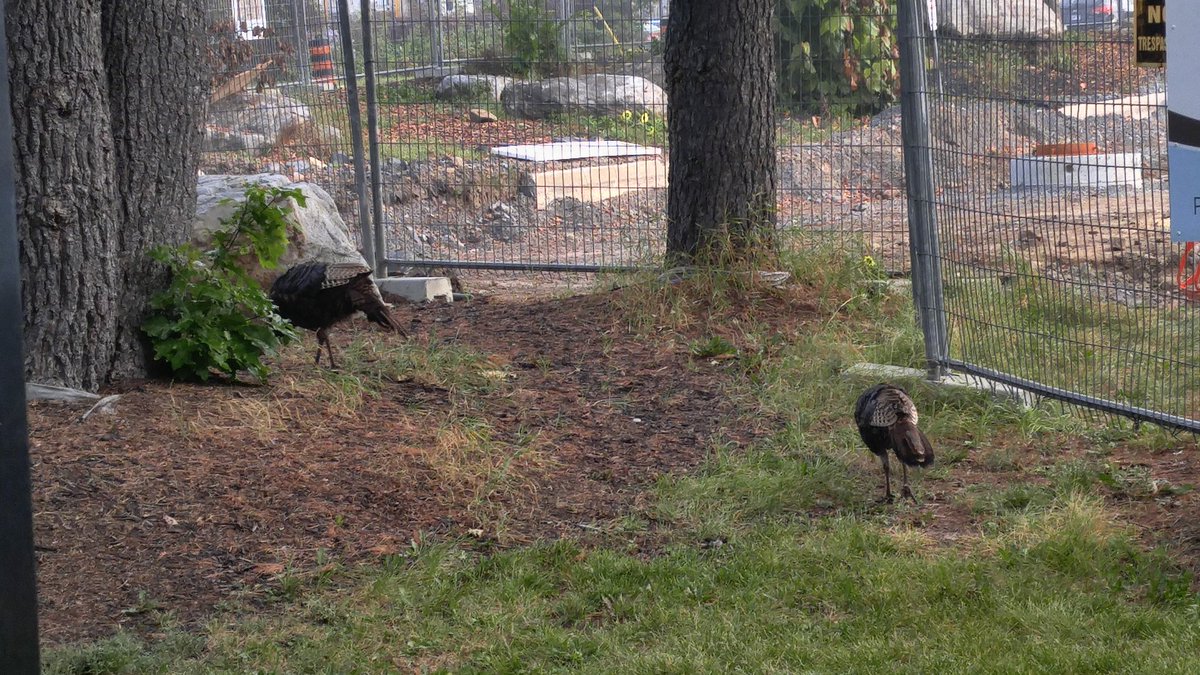 Des dindes sauvages à Carrefour Jeunesse