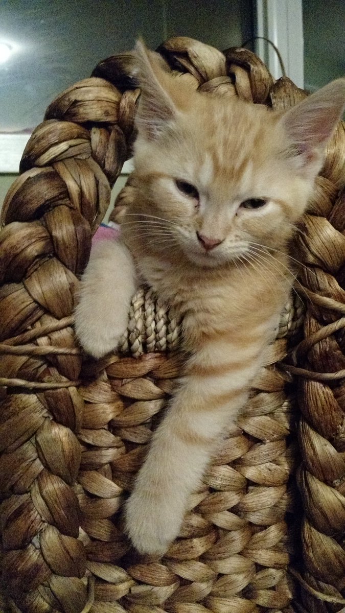 katie_harmoney's tweet image. When do we get to do #hpmchat again?