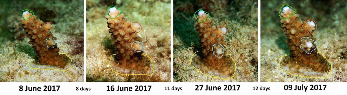 Ocean_Quest_Gb's tweet photo. Ocean quest coral propagation method. First weeks of growth #savethecoral #savethereef #seashepherddive https://t.co/lyvp7Nfvlz