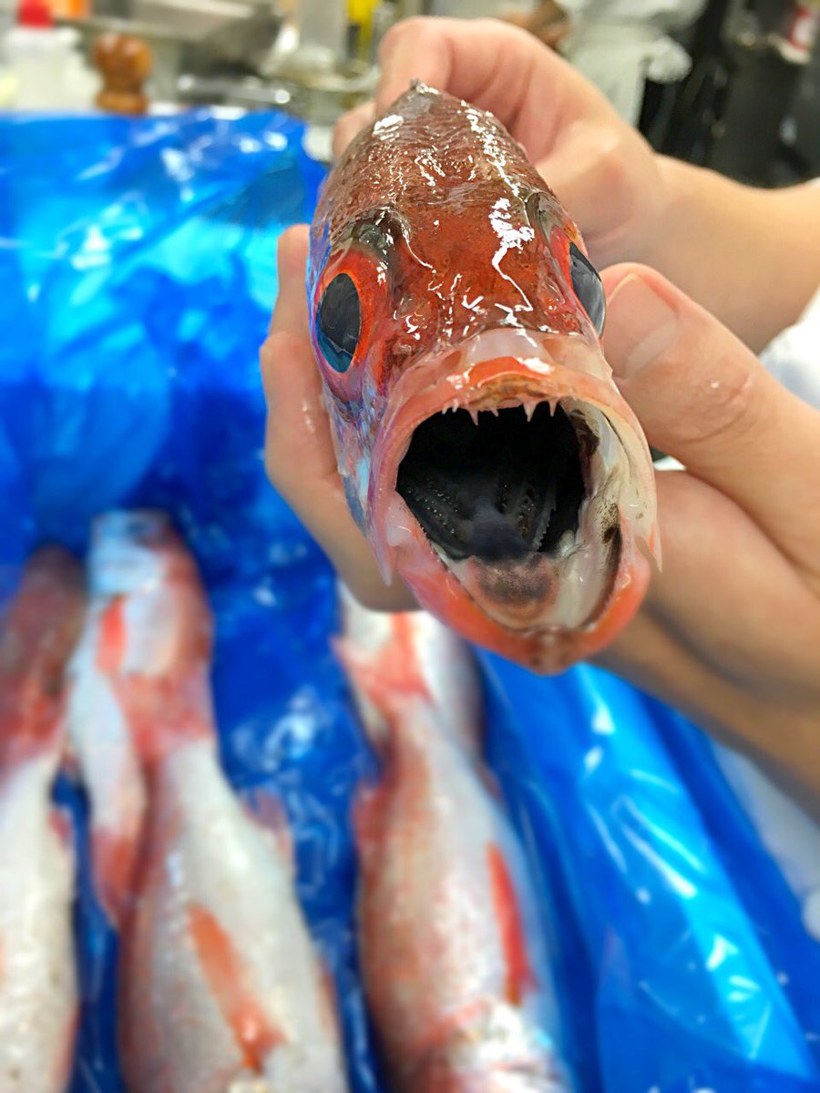 アグネスホテル東京 ランチの営業中 只今キッチンに届きました 島根 の漁師さんからの直納 東京では高級料亭などで見かける高級魚 のどぐろ は秋 冬に旬を迎えるおいしい魚 ブイヤベース仕立てでディナーにご提供 ラ コリンヌ でおいしい秋を