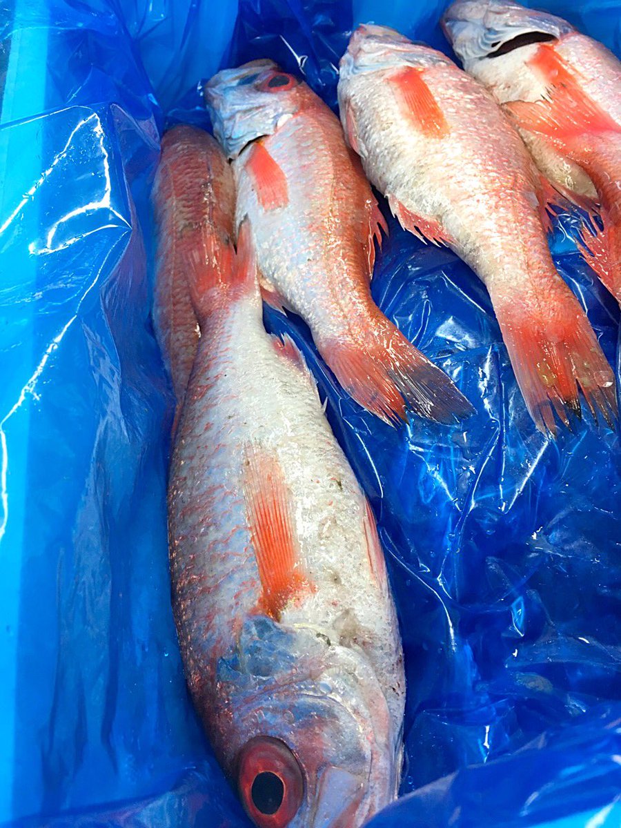 アグネスホテル東京 ランチの営業中 只今キッチンに届きました 島根 の漁師さんからの直納 東京では高級料亭などで見かける高級魚 のどぐろ は秋 冬に旬を迎えるおいしい魚 ブイヤベース仕立てでディナーにご提供 ラ コリンヌ でおいしい秋を