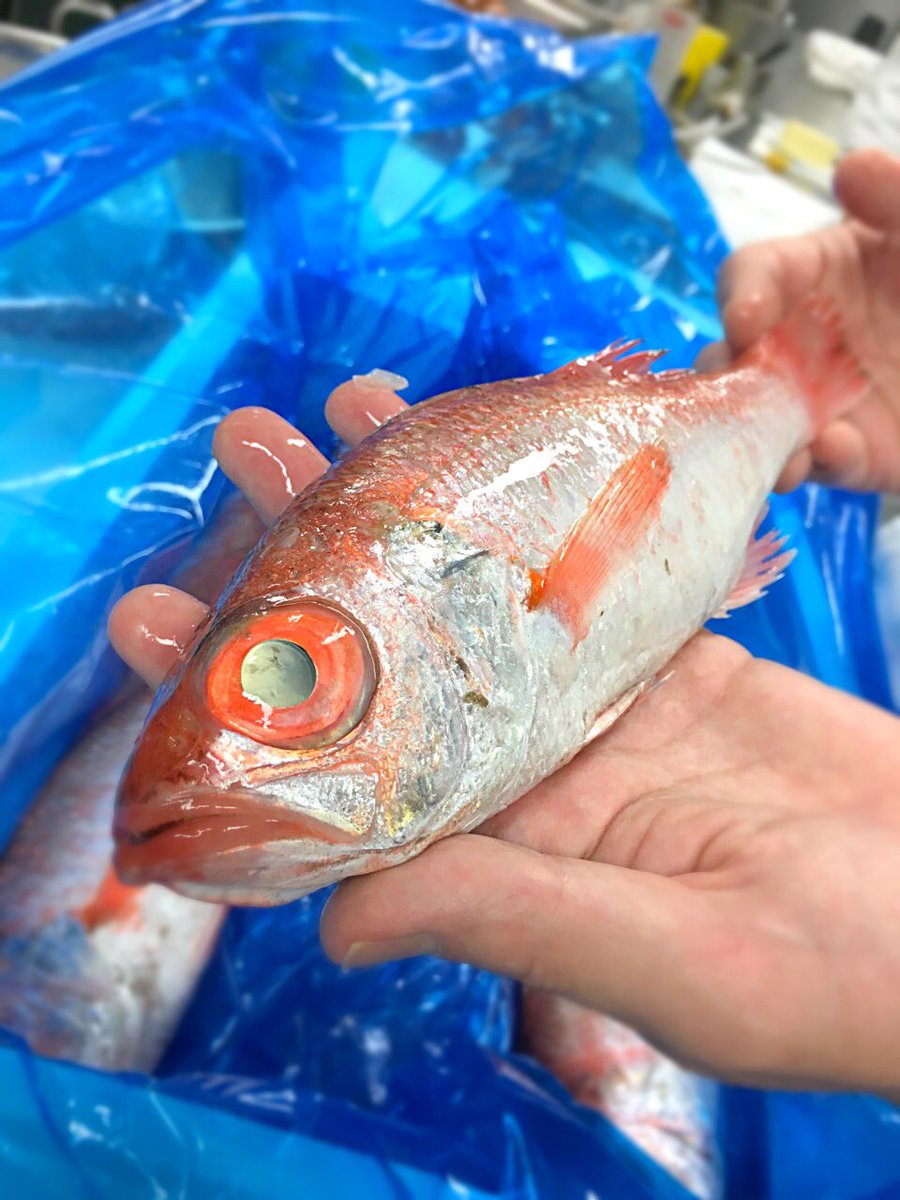 アグネスホテル東京 ランチの営業中 只今キッチンに届きました 島根 の漁師さんからの直納 東京では高級料亭などで見かける高級魚 のどぐろ は秋 冬に旬を迎えるおいしい魚 ブイヤベース仕立てでディナーにご提供 ラ コリンヌ でおいしい秋を