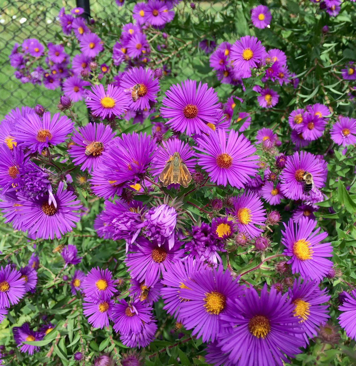 Pollinators love this New England Aster in Presby's farm. #pollinator #presbyirisgardens #newjersey