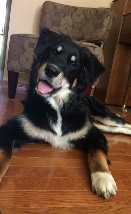 ryanzally's tweet photo. 2 months to 8 months for the pup https://t.co/D3R1pc98ZW