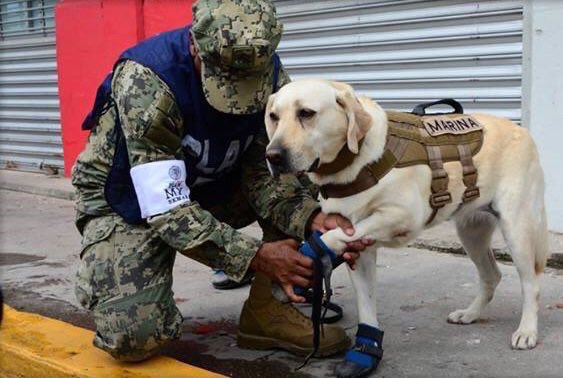 VamosConMex's tweet photo. La perrita Frida lleva más de 50 rescates. ❤️

Algunos héroes tienen patitas 🐾

#AyudaCDMX 
#FuerzaMéxico https://t.co/xMKsD72uNI