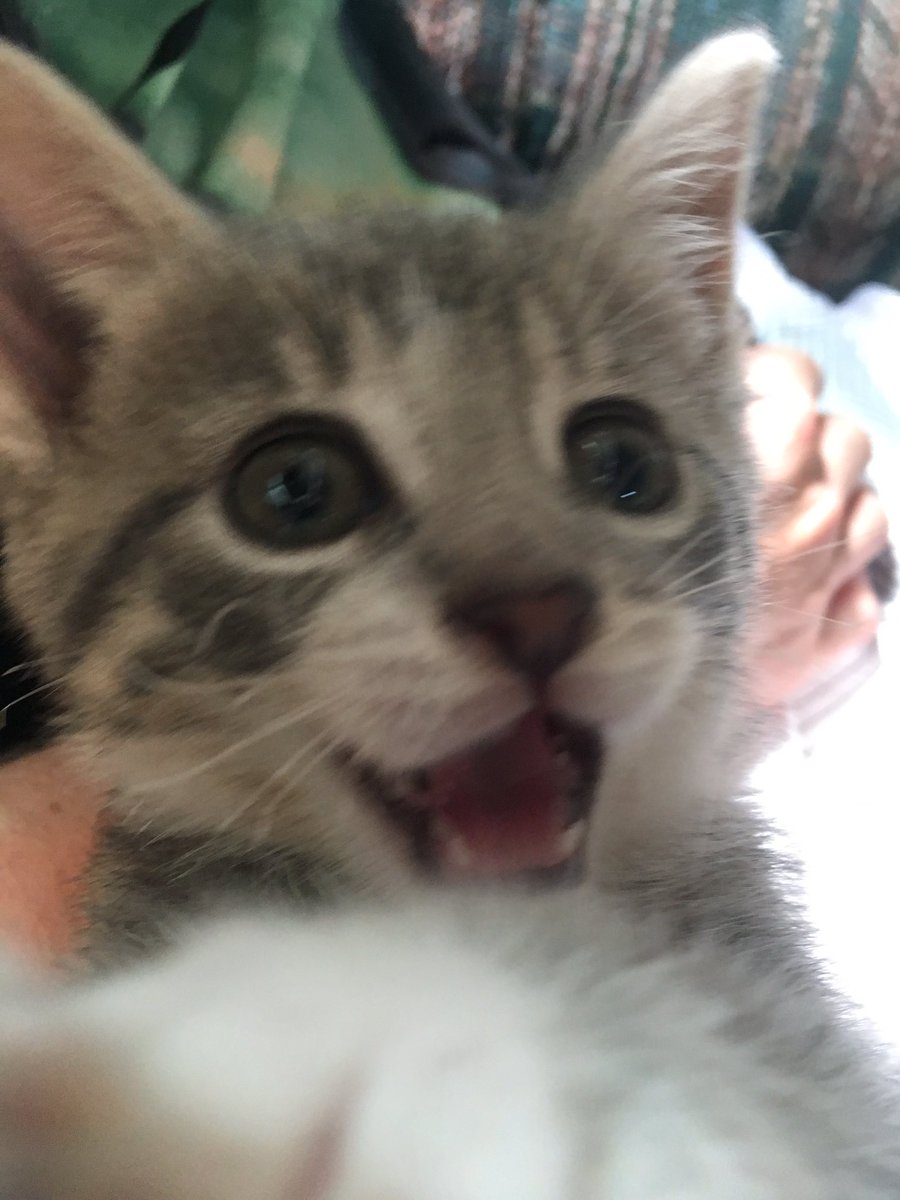 Meghan_devo's tweet image. My baby is growing up so fast😻😿